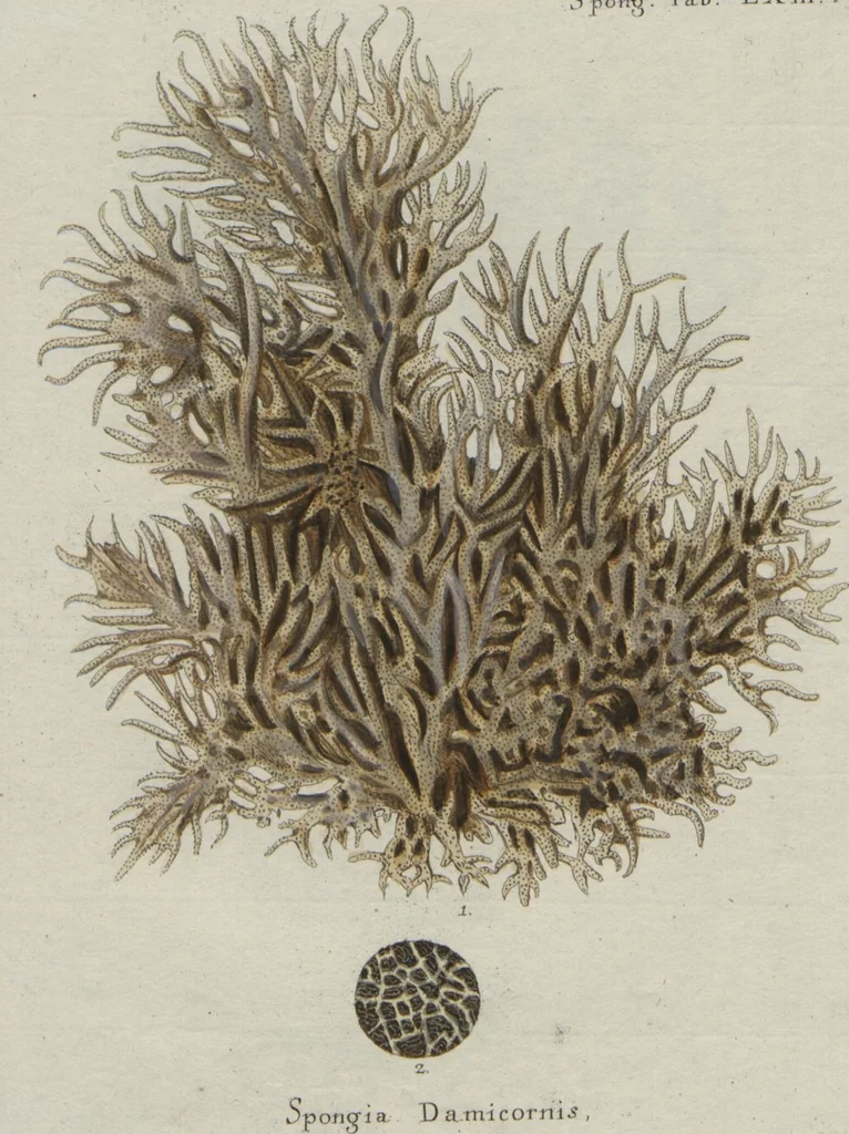 An illustration from (Band 2, Fortsetzung): Fortsetzungen der Pflanzenthiere, 1806, leaf 66