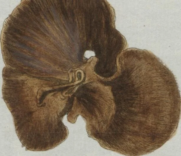 An illustration from (Band 2, Fortsetzung): Fortsetzungen der Pflanzenthiere, 1806, leaf 69