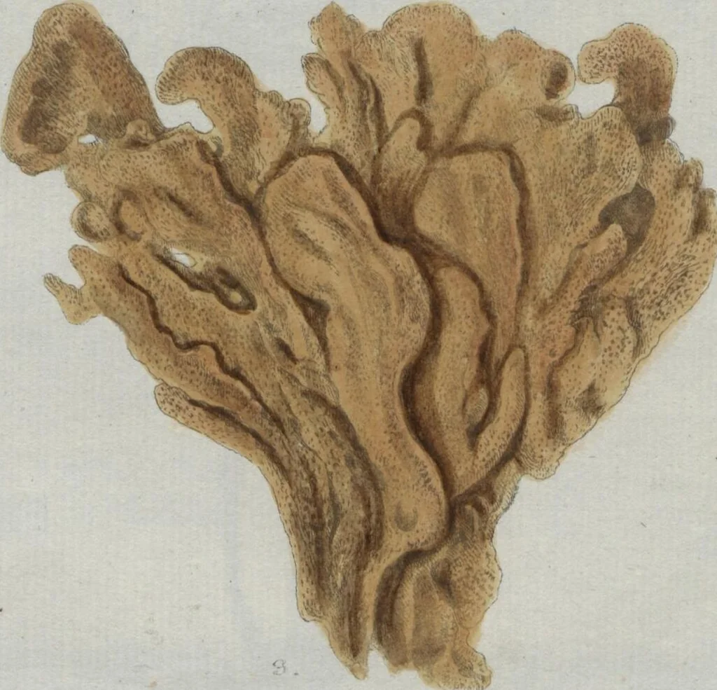 An illustration from (Band 2, Fortsetzung): Fortsetzungen der Pflanzenthiere, 1806, leaf 69