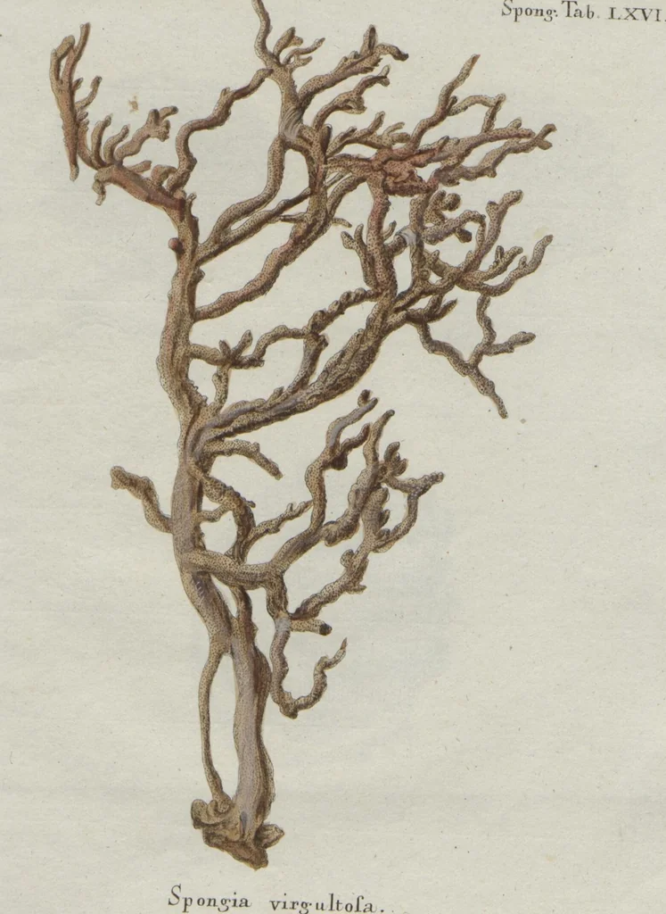 An illustration from (Band 2, Fortsetzung): Fortsetzungen der Pflanzenthiere, 1806, leaf 70