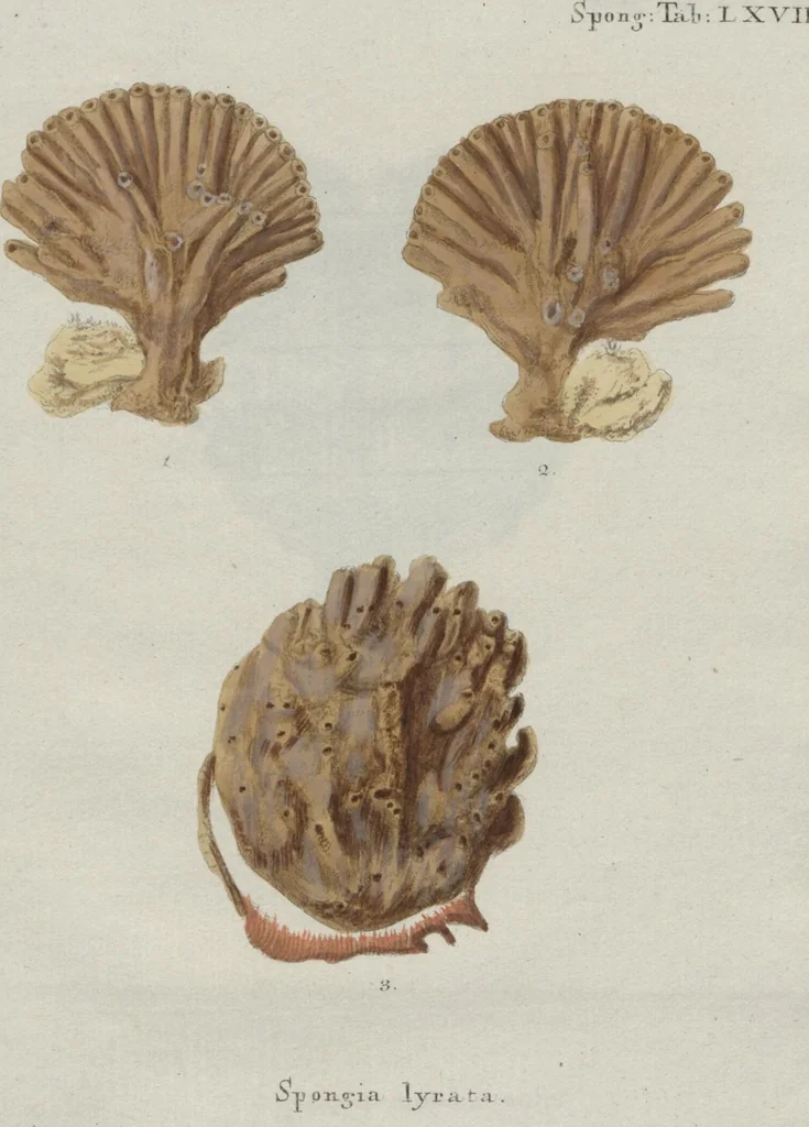 An illustration from (Band 2, Fortsetzung): Fortsetzungen der Pflanzenthiere, 1806, leaf 71