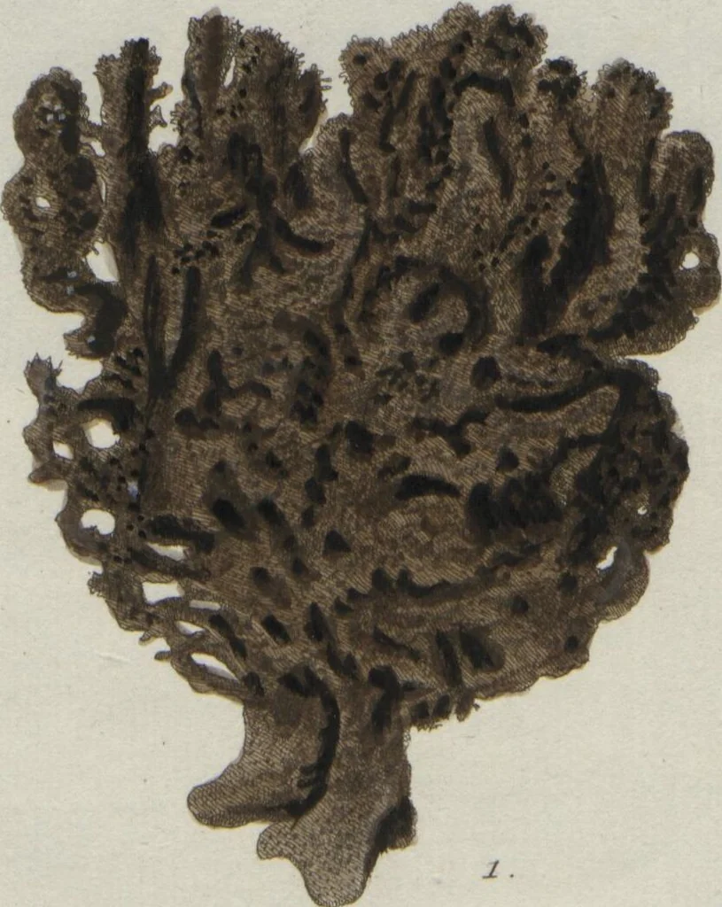 An illustration from (Band 2, Fortsetzung): Fortsetzungen der Pflanzenthiere, 1806, leaf 72