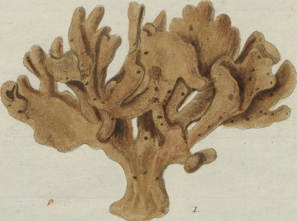 An illustration from (Band 2, Fortsetzung): Fortsetzungen der Pflanzenthiere, 1806, leaf 73
