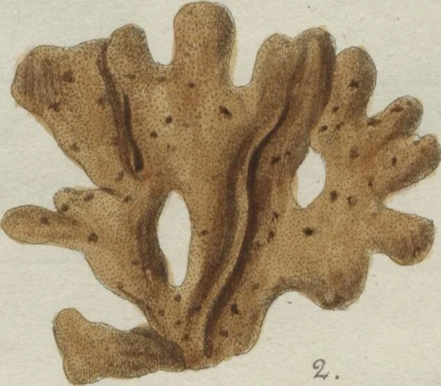 An illustration from (Band 2, Fortsetzung): Fortsetzungen der Pflanzenthiere, 1806, leaf 73