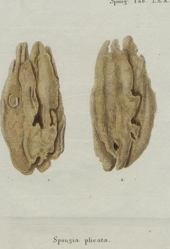 An illustration from (Band 2, Fortsetzung): Fortsetzungen der Pflanzenthiere, 1806, leaf 74