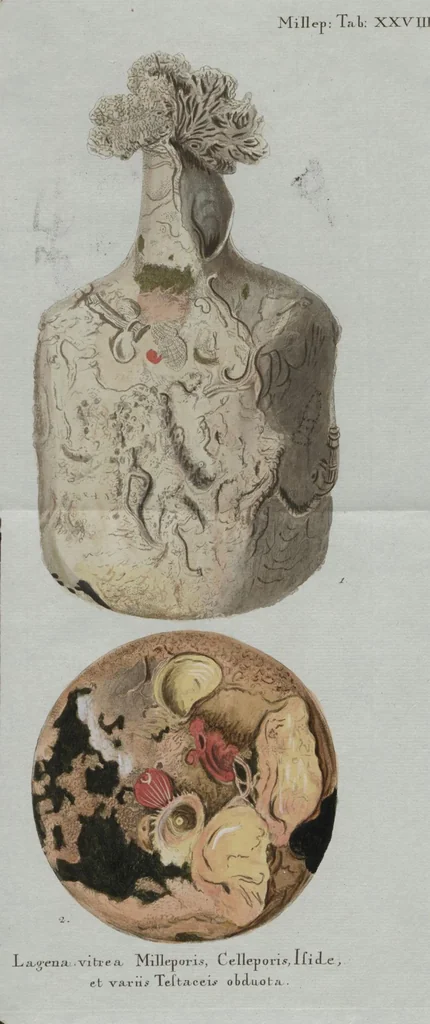 An illustration from (Band 2, Fortsetzung): Fortsetzungen der Pflanzenthiere, 1806, leaf 75