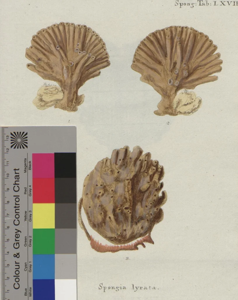 An illustration from (Band 2, Fortsetzung): Fortsetzungen der Pflanzenthiere, 1806, leaf 76