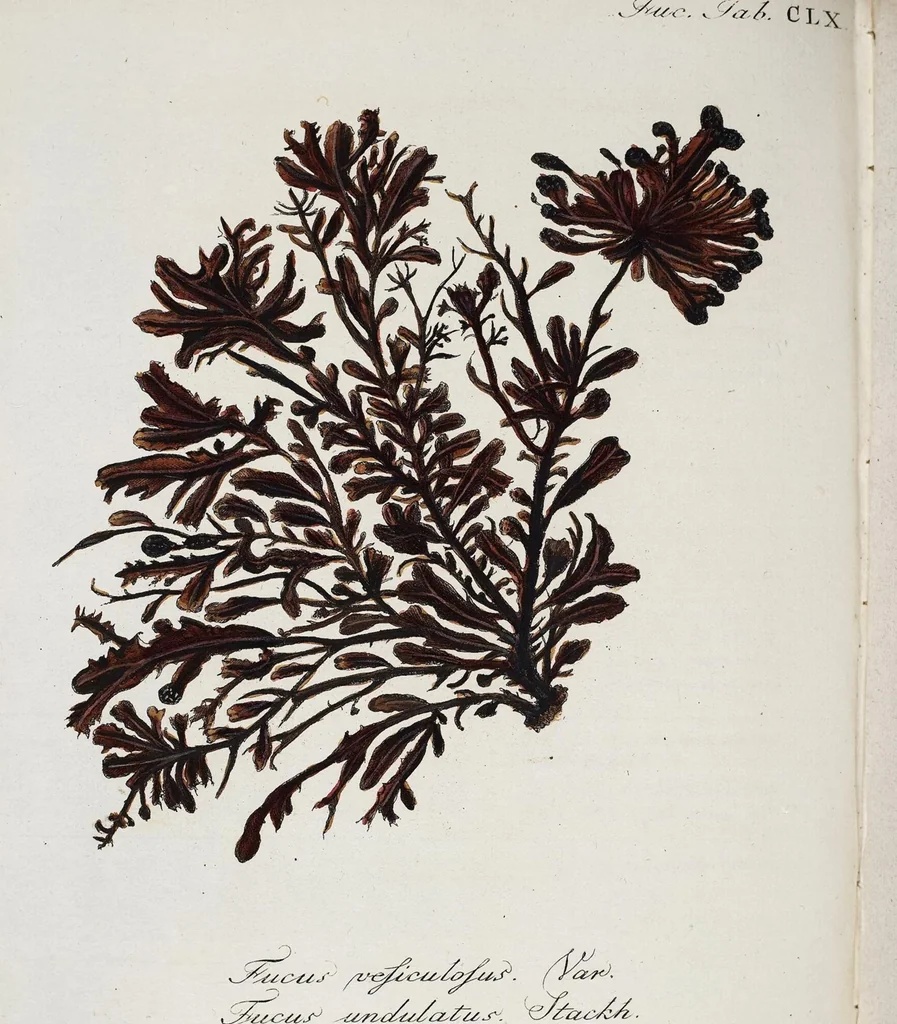 An illustration from (2,3): Siebentes Heft. oder des zweiten Theils drittes Heft: Mit vier und zwanzig illuminirten Kupfertafeln, 1808, leaf 11