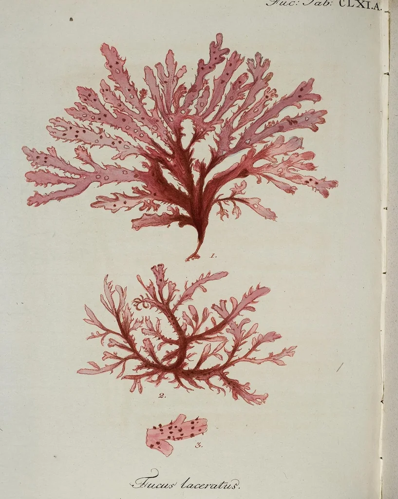 An illustration from (2,3): Siebentes Heft. oder des zweiten Theils drittes Heft: Mit vier und zwanzig illuminirten Kupfertafeln, 1808, leaf 18