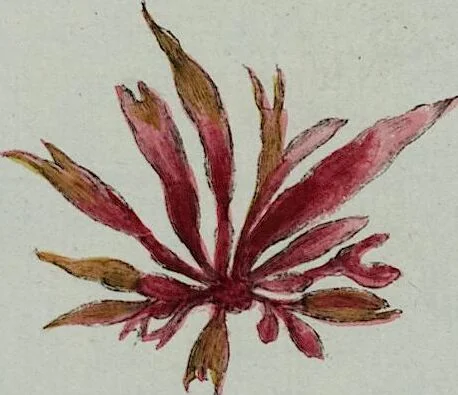 An illustration from (2,3): Siebentes Heft. oder des zweiten Theils drittes Heft: Mit vier und zwanzig illuminirten Kupfertafeln, 1808, leaf 24