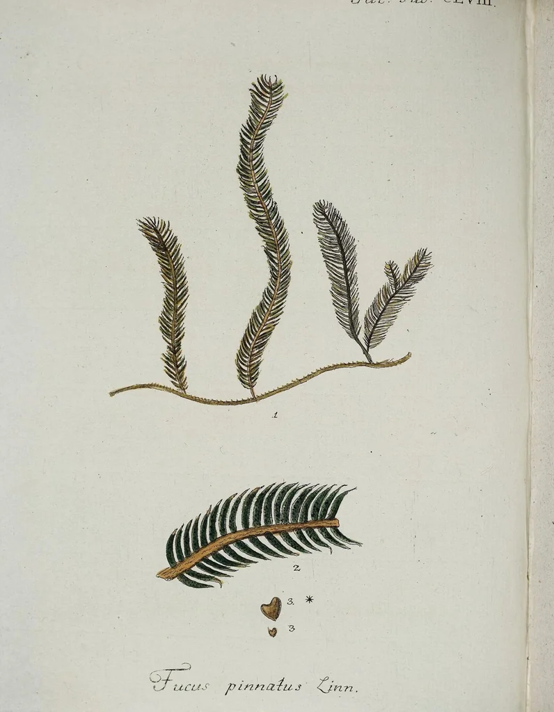 An illustration from (2,3): Siebentes Heft. oder des zweiten Theils drittes Heft: Mit vier und zwanzig illuminirten Kupfertafeln, 1808, leaf 3