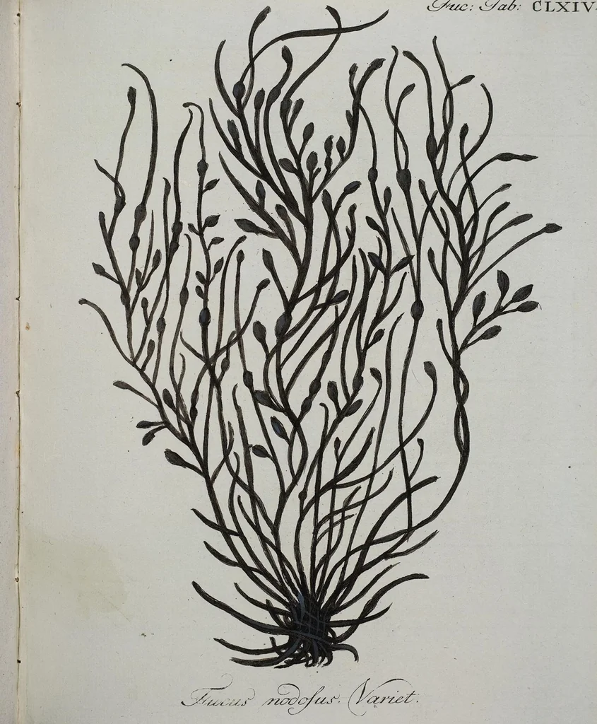 An illustration from (2,3): Siebentes Heft. oder des zweiten Theils drittes Heft: Mit vier und zwanzig illuminirten Kupfertafeln, 1808, leaf 33