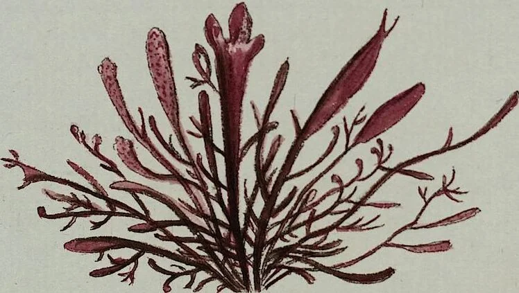 An illustration from (2,3): Siebentes Heft. oder des zweiten Theils drittes Heft: Mit vier und zwanzig illuminirten Kupfertafeln, 1808, leaf 36