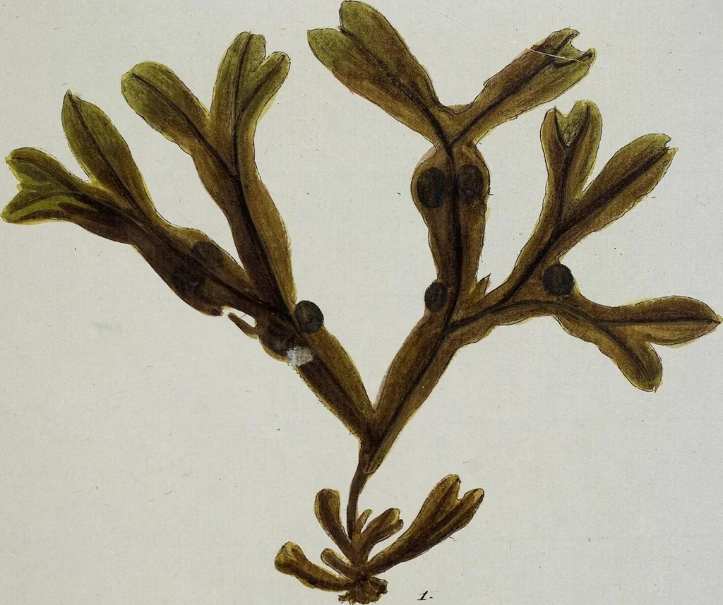 An illustration from (2,3): Siebentes Heft. oder des zweiten Theils drittes Heft: Mit vier und zwanzig illuminirten Kupfertafeln, 1808, leaf 37
