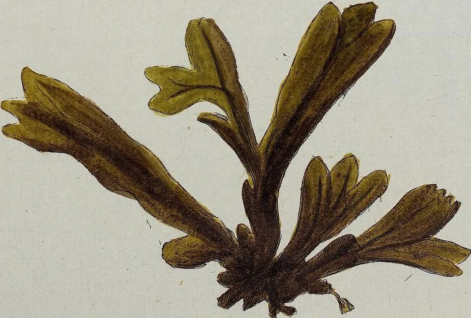 An illustration from (2,3): Siebentes Heft. oder des zweiten Theils drittes Heft: Mit vier und zwanzig illuminirten Kupfertafeln, 1808, leaf 37