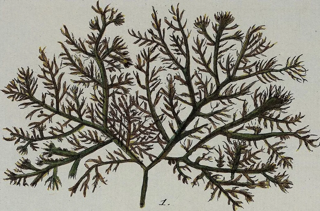 An illustration from (2,3): Siebentes Heft. oder des zweiten Theils drittes Heft: Mit vier und zwanzig illuminirten Kupfertafeln, 1808, leaf 38