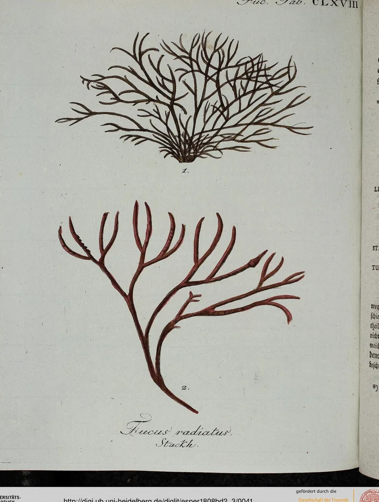 An illustration from (2,3): Siebentes Heft. oder des zweiten Theils drittes Heft: Mit vier und zwanzig illuminirten Kupfertafeln, 1808, leaf 41