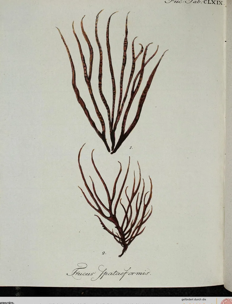An illustration from (2,3): Siebentes Heft. oder des zweiten Theils drittes Heft: Mit vier und zwanzig illuminirten Kupfertafeln, 1808, leaf 44