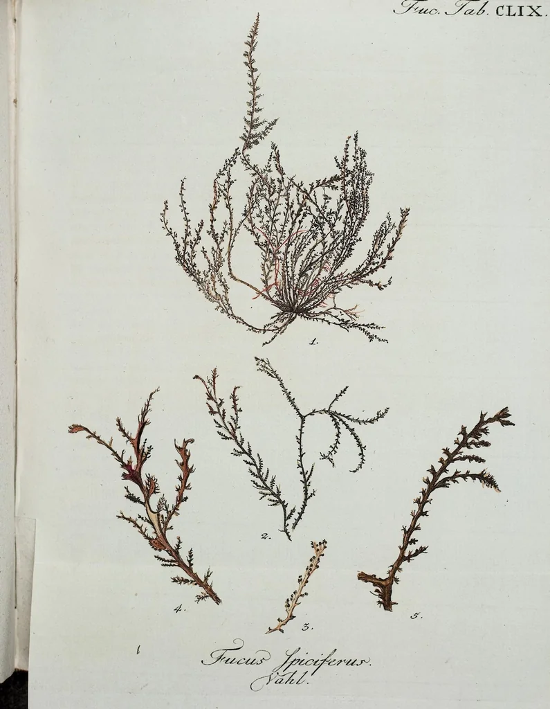 An illustration from (2,3): Siebentes Heft. oder des zweiten Theils drittes Heft: Mit vier und zwanzig illuminirten Kupfertafeln, 1808, leaf 8