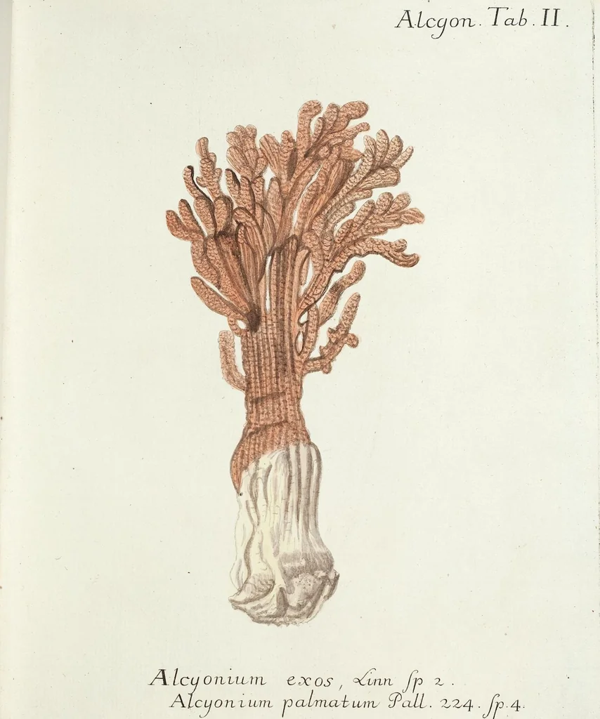 An illustration from (Band 3): Der Pflanzenthiere Dreyzehende [Vierzehende, Funfzehende, Sechzehende] Lieferung oder des dritten Theils, erste [zweyte, dritte, vierte] Lieferung, 1829, leaf 287