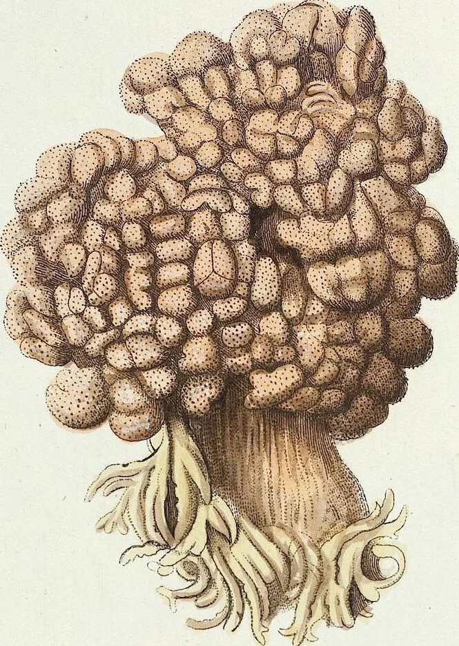 An illustration from (Band 3): Der Pflanzenthiere Dreyzehende [Vierzehende, Funfzehende, Sechzehende] Lieferung oder des dritten Theils, erste [zweyte, dritte, vierte] Lieferung, 1829, leaf 288
