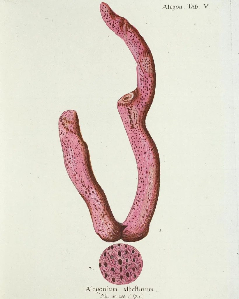 An illustration from (Band 3): Der Pflanzenthiere Dreyzehende [Vierzehende, Funfzehende, Sechzehende] Lieferung oder des dritten Theils, erste [zweyte, dritte, vierte] Lieferung, 1829, leaf 290