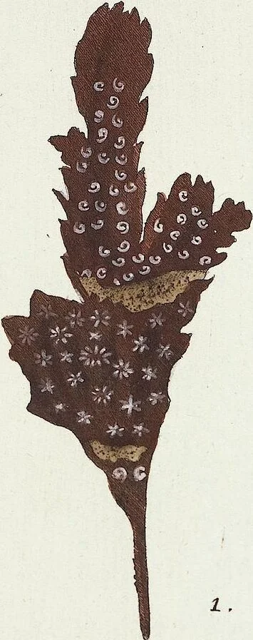 An illustration from (Band 3): Der Pflanzenthiere Dreyzehende [Vierzehende, Funfzehende, Sechzehende] Lieferung oder des dritten Theils, erste [zweyte, dritte, vierte] Lieferung, 1829, leaf 291