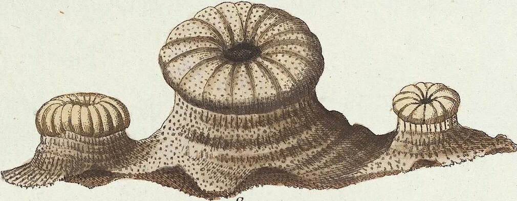 An illustration from (Band 3): Der Pflanzenthiere Dreyzehende [Vierzehende, Funfzehende, Sechzehende] Lieferung oder des dritten Theils, erste [zweyte, dritte, vierte] Lieferung, 1829, leaf 292