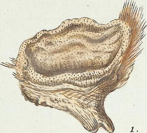 An illustration from (Band 3): Der Pflanzenthiere Dreyzehende [Vierzehende, Funfzehende, Sechzehende] Lieferung oder des dritten Theils, erste [zweyte, dritte, vierte] Lieferung, 1829, leaf 293
