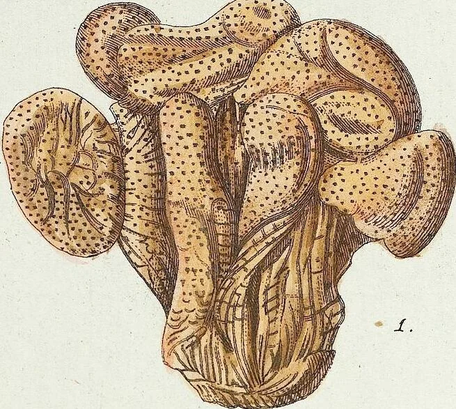 An illustration from (Band 3): Der Pflanzenthiere Dreyzehende [Vierzehende, Funfzehende, Sechzehende] Lieferung oder des dritten Theils, erste [zweyte, dritte, vierte] Lieferung, 1829, leaf 294