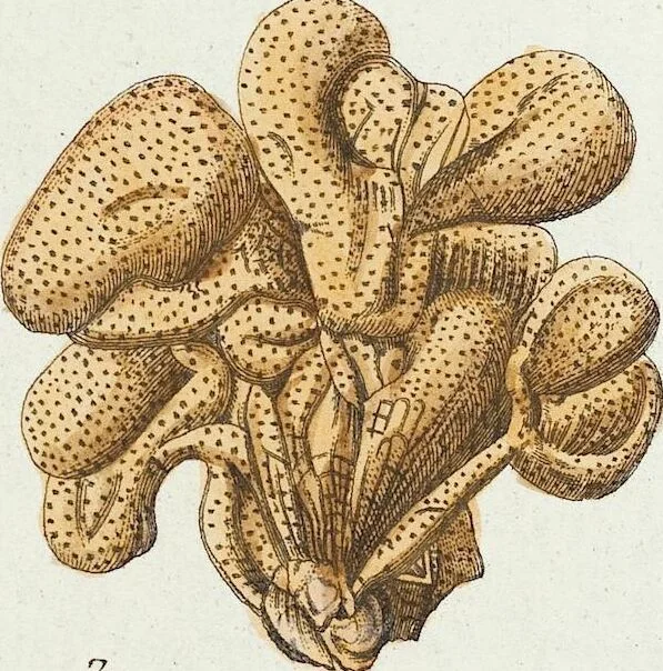 An illustration from (Band 3): Der Pflanzenthiere Dreyzehende [Vierzehende, Funfzehende, Sechzehende] Lieferung oder des dritten Theils, erste [zweyte, dritte, vierte] Lieferung, 1829, leaf 294