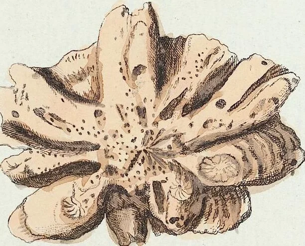 An illustration from (Band 3): Der Pflanzenthiere Dreyzehende [Vierzehende, Funfzehende, Sechzehende] Lieferung oder des dritten Theils, erste [zweyte, dritte, vierte] Lieferung, 1829, leaf 295