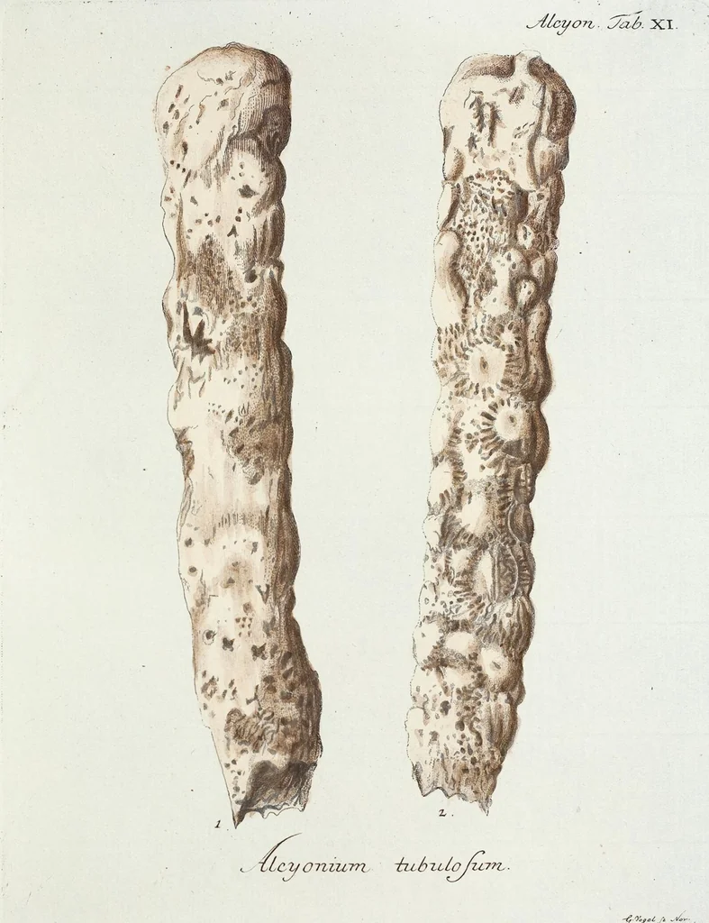 An illustration from (Band 3): Der Pflanzenthiere Dreyzehende [Vierzehende, Funfzehende, Sechzehende] Lieferung oder des dritten Theils, erste [zweyte, dritte, vierte] Lieferung, 1829, leaf 296