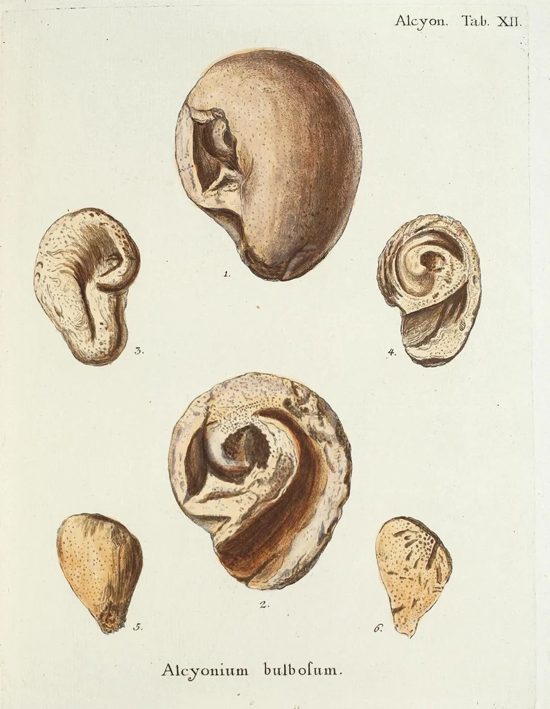 An illustration from (Band 3): Der Pflanzenthiere Dreyzehende [Vierzehende, Funfzehende, Sechzehende] Lieferung oder des dritten Theils, erste [zweyte, dritte, vierte] Lieferung, 1829, leaf 297