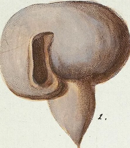 An illustration from (Band 3): Der Pflanzenthiere Dreyzehende [Vierzehende, Funfzehende, Sechzehende] Lieferung oder des dritten Theils, erste [zweyte, dritte, vierte] Lieferung, 1829, leaf 298
