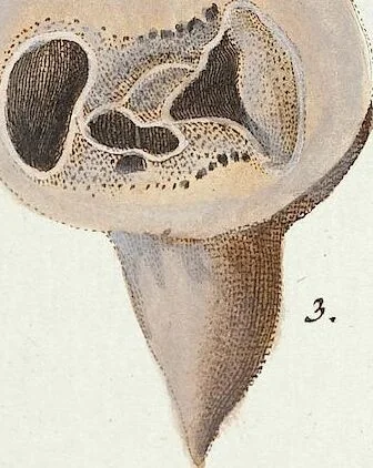 An illustration from (Band 3): Der Pflanzenthiere Dreyzehende [Vierzehende, Funfzehende, Sechzehende] Lieferung oder des dritten Theils, erste [zweyte, dritte, vierte] Lieferung, 1829, leaf 298