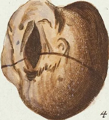 An illustration from (Band 3): Der Pflanzenthiere Dreyzehende [Vierzehende, Funfzehende, Sechzehende] Lieferung oder des dritten Theils, erste [zweyte, dritte, vierte] Lieferung, 1829, leaf 298