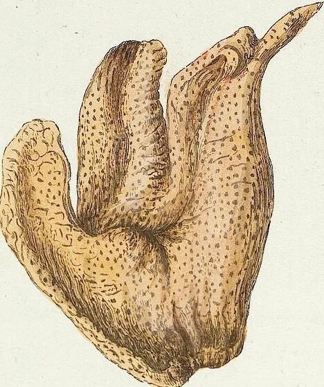 An illustration from (Band 3): Der Pflanzenthiere Dreyzehende [Vierzehende, Funfzehende, Sechzehende] Lieferung oder des dritten Theils, erste [zweyte, dritte, vierte] Lieferung, 1829, leaf 299