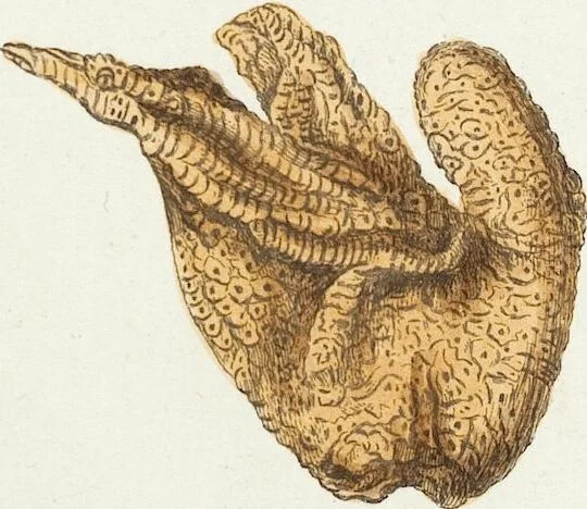 An illustration from (Band 3): Der Pflanzenthiere Dreyzehende [Vierzehende, Funfzehende, Sechzehende] Lieferung oder des dritten Theils, erste [zweyte, dritte, vierte] Lieferung, 1829, leaf 299
