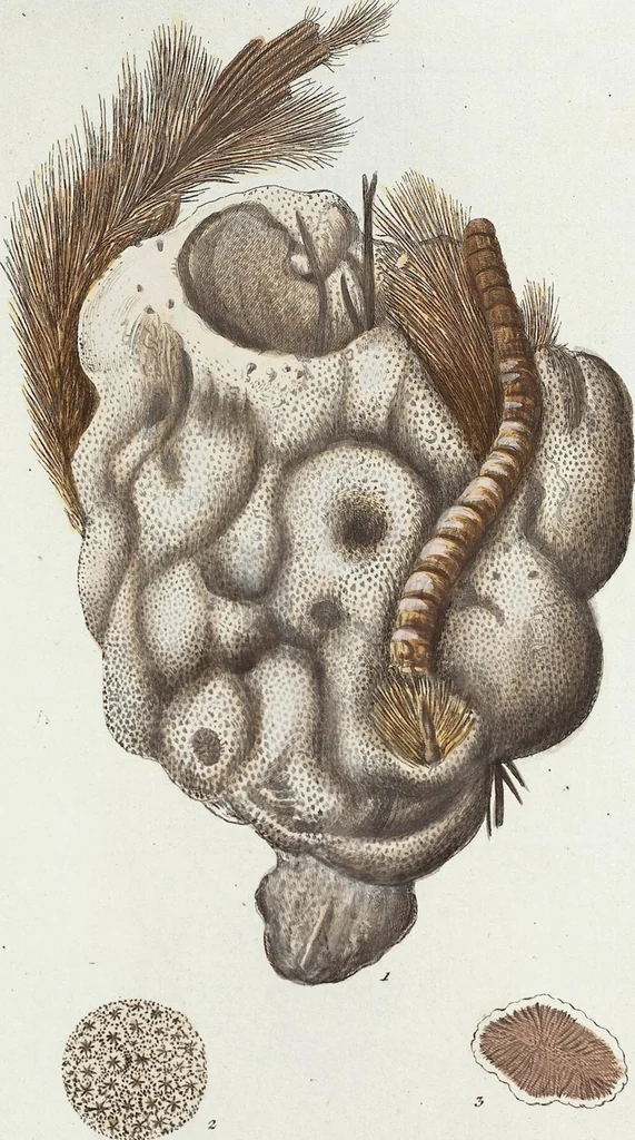 An illustration from (Band 3): Der Pflanzenthiere Dreyzehende [Vierzehende, Funfzehende, Sechzehende] Lieferung oder des dritten Theils, erste [zweyte, dritte, vierte] Lieferung, 1829, leaf 300