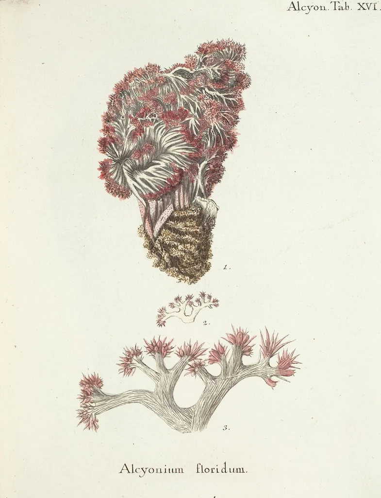 An illustration from (Band 3): Der Pflanzenthiere Dreyzehende [Vierzehende, Funfzehende, Sechzehende] Lieferung oder des dritten Theils, erste [zweyte, dritte, vierte] Lieferung, 1829, leaf 301