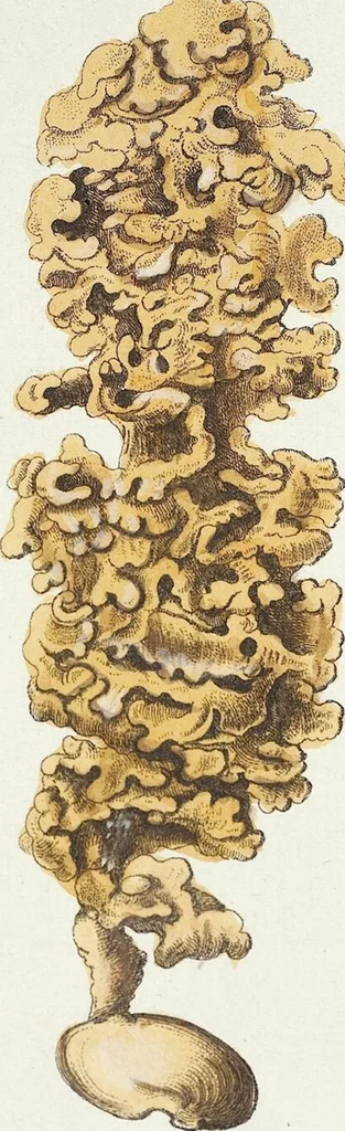 An illustration from (Band 3): Der Pflanzenthiere Dreyzehende [Vierzehende, Funfzehende, Sechzehende] Lieferung oder des dritten Theils, erste [zweyte, dritte, vierte] Lieferung, 1829, leaf 304