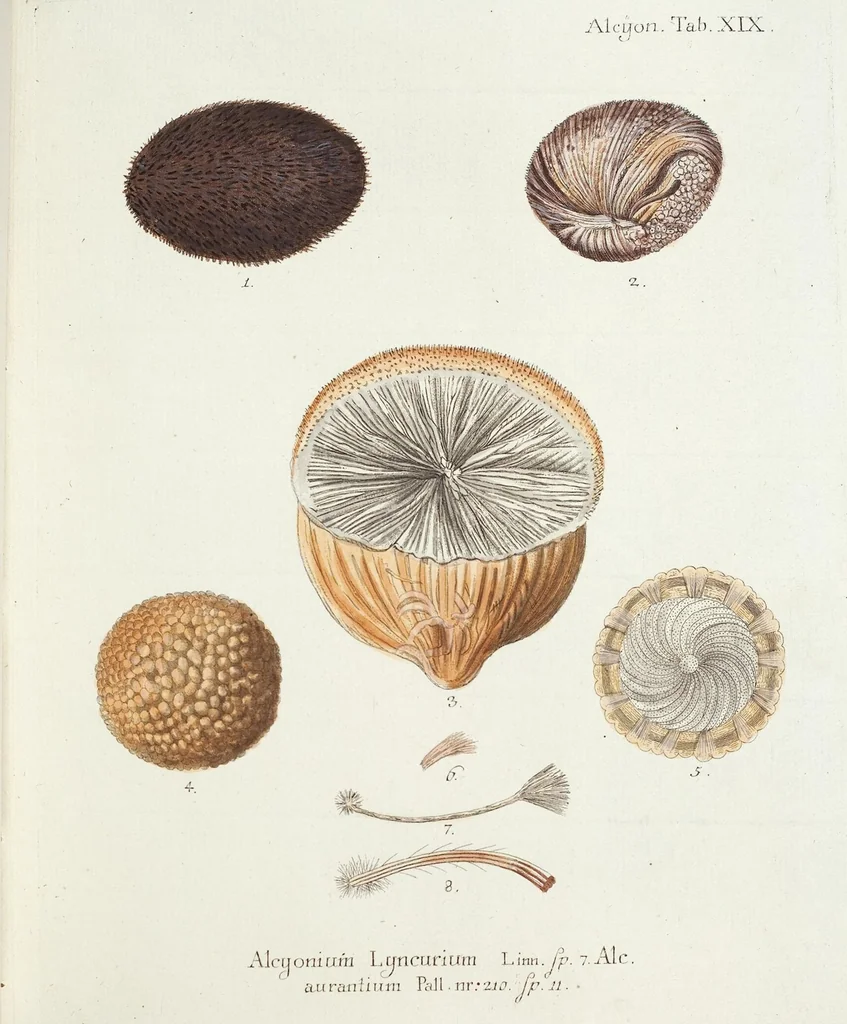 An illustration from (Band 3): Der Pflanzenthiere Dreyzehende [Vierzehende, Funfzehende, Sechzehende] Lieferung oder des dritten Theils, erste [zweyte, dritte, vierte] Lieferung, 1829, leaf 306