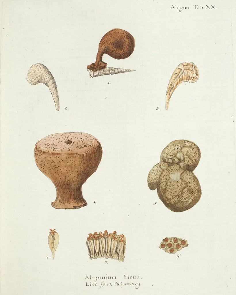 An illustration from (Band 3): Der Pflanzenthiere Dreyzehende [Vierzehende, Funfzehende, Sechzehende] Lieferung oder des dritten Theils, erste [zweyte, dritte, vierte] Lieferung, 1829, leaf 307