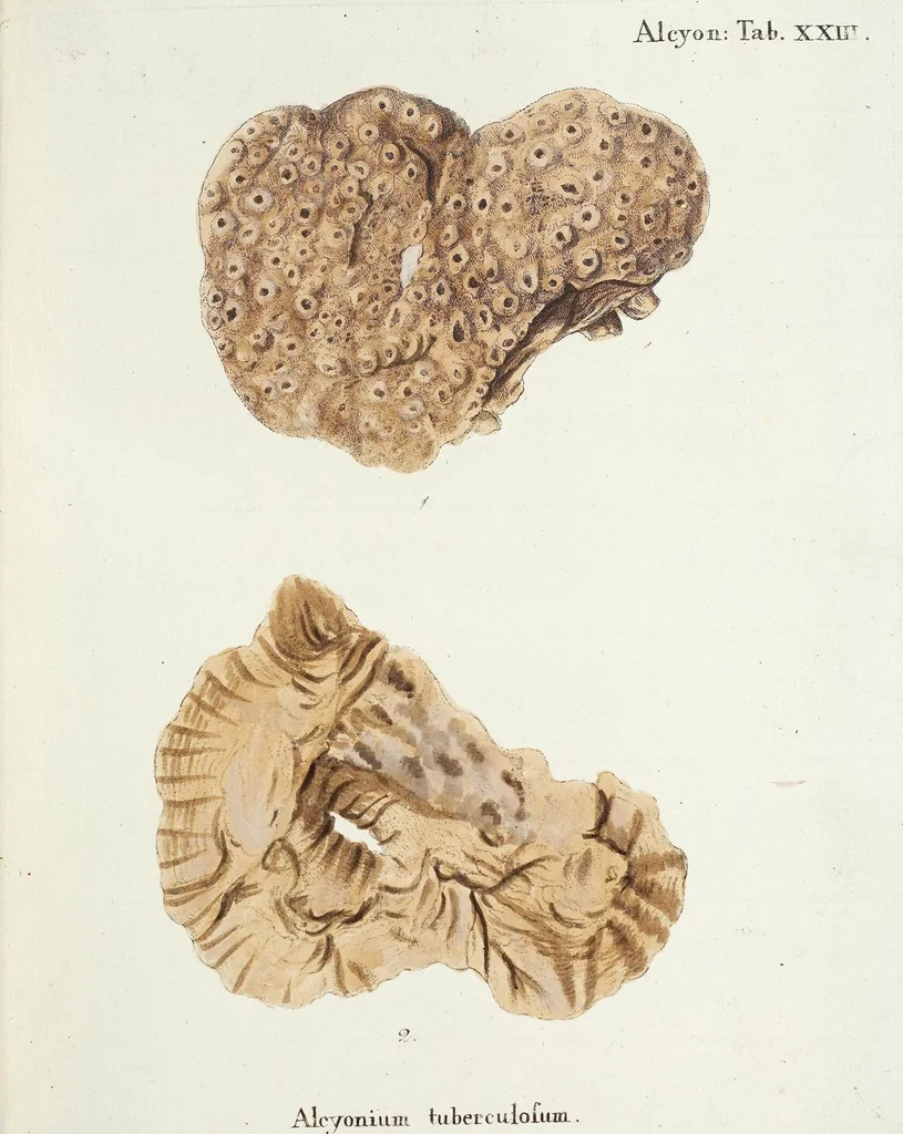 An illustration from (Band 3): Der Pflanzenthiere Dreyzehende [Vierzehende, Funfzehende, Sechzehende] Lieferung oder des dritten Theils, erste [zweyte, dritte, vierte] Lieferung, 1829, leaf 310