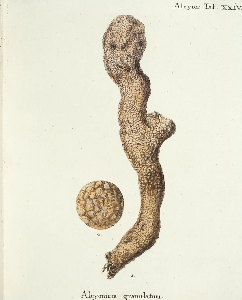 An illustration from (Band 3): Der Pflanzenthiere Dreyzehende [Vierzehende, Funfzehende, Sechzehende] Lieferung oder des dritten Theils, erste [zweyte, dritte, vierte] Lieferung, 1829, leaf 311