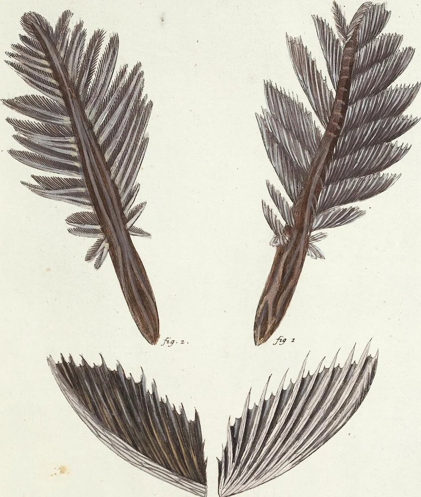 An illustration from (Band 3): Der Pflanzenthiere Dreyzehende [Vierzehende, Funfzehende, Sechzehende] Lieferung oder des dritten Theils, erste [zweyte, dritte, vierte] Lieferung, 1829, leaf 313