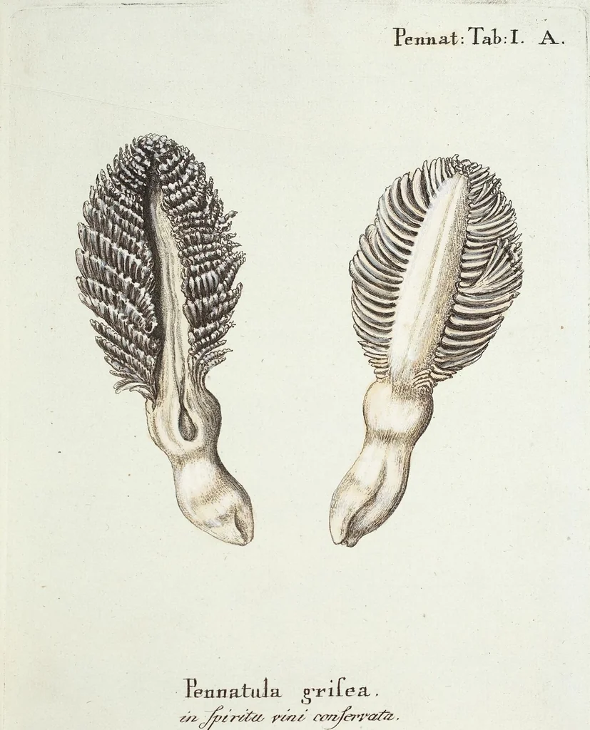 An illustration from (Band 3): Der Pflanzenthiere Dreyzehende [Vierzehende, Funfzehende, Sechzehende] Lieferung oder des dritten Theils, erste [zweyte, dritte, vierte] Lieferung, 1829, leaf 314