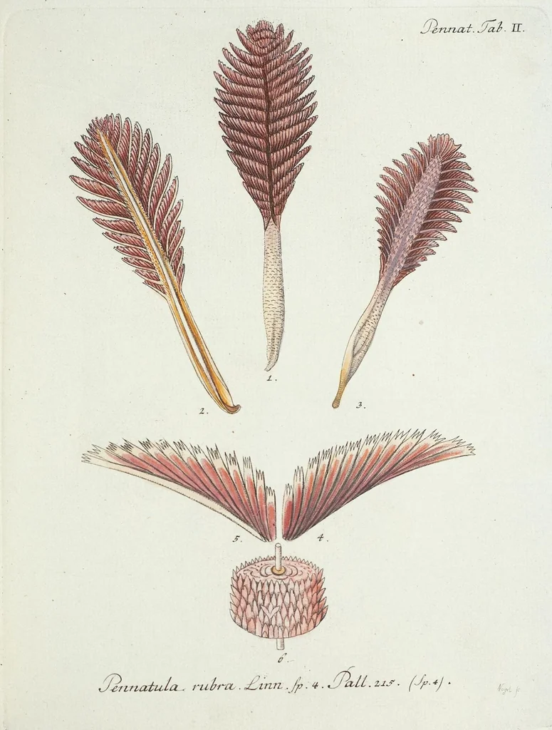 An illustration from (Band 3): Der Pflanzenthiere Dreyzehende [Vierzehende, Funfzehende, Sechzehende] Lieferung oder des dritten Theils, erste [zweyte, dritte, vierte] Lieferung, 1829, leaf 315