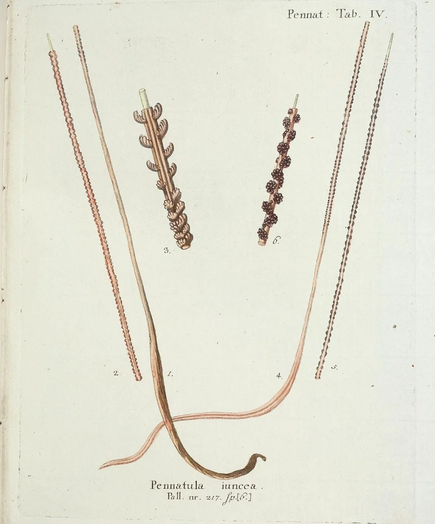 An illustration from (Band 3): Der Pflanzenthiere Dreyzehende [Vierzehende, Funfzehende, Sechzehende] Lieferung oder des dritten Theils, erste [zweyte, dritte, vierte] Lieferung, 1829, leaf 317